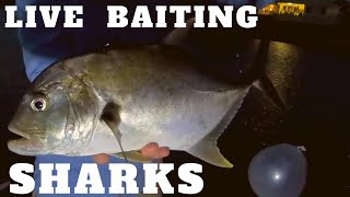 BULL SHARKS IN BACKYARDS with LIVE BAIT