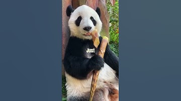 Why Pandas Are Bad At Existing