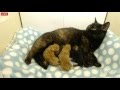 Tiny Kittens Shellys update with voiceover on Sable &amp; kittens