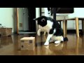 雄山(猫)vs猫貯金箱　Yuzan-cat vs Cat Bank
