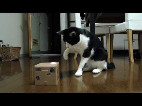 雄山(猫)vs猫貯金箱　Yuzan-cat vs Cat Bank