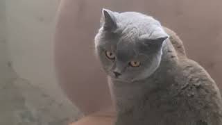 видео: 31 октября 2025 г. картинка: 31 октября 2025 г.