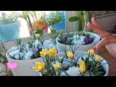 Video: No Blooms On Crocus - Cómo hacer que un Crocus florezca