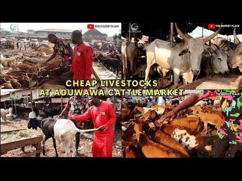 THIS MAN LIVESTOCK IS SO CHEAP COW GOAT RAM HAUSA GOAT AT ADUWAWA CATTLE MARKET 