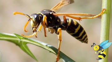 During A Wasp Sting - What Really Happens (4 Minutes)