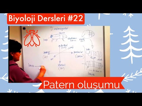 Video: Drosophila embrionunun posterior taleyini təyin etmək üçün hansı zülal lazımdır?