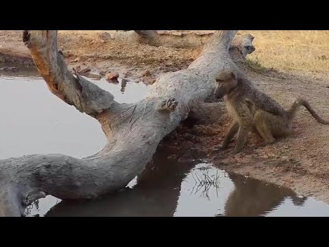 camera iphone 8 plus apk Djuma: Baboons - 16:51 - 08/06/19