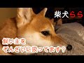 飼い主をぞんざいに扱ってます？