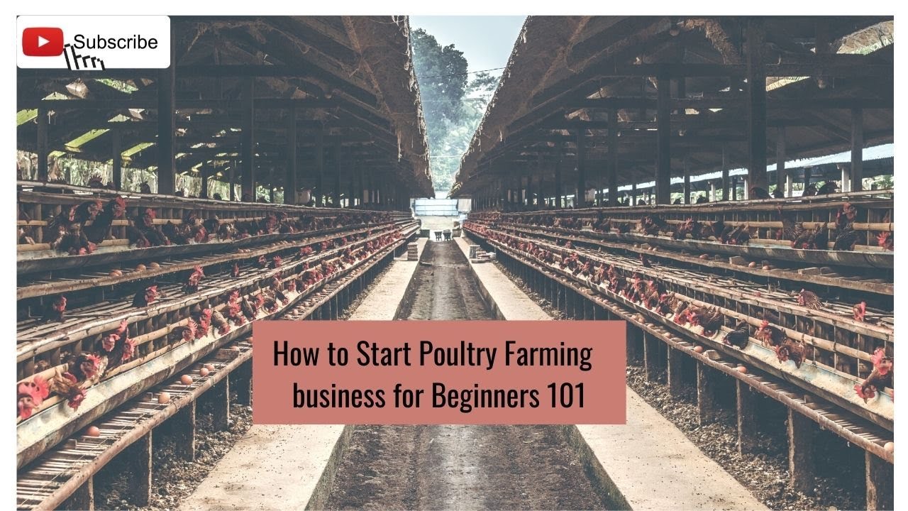 How to Start Poultry Farming business in Nigeria for Beginners 101 ...