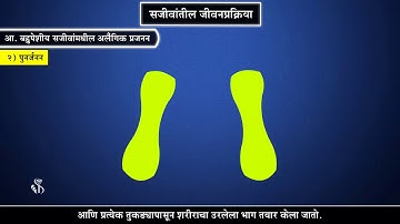 10th Science 2 | Chapter#03 | Topic#03 | आ. बहुपेशीय सजीवांमधील अलैंगिक प्रजनन | Marathi Medium