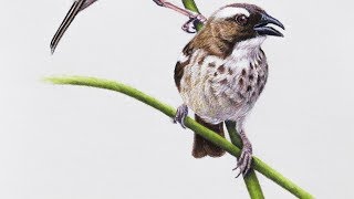 Рисунок пастелью &quot;Ткачиковые воробьи&quot;, ч2 / Pastel speed drawing &quot;White-browed Sparrow-weaver&quot;, p2