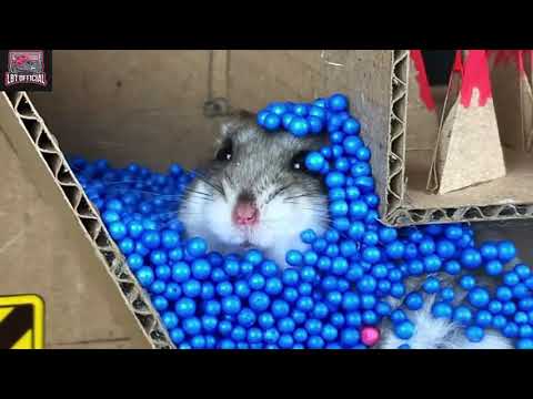 Video Chuột Hamster vượt mô hình chướng ngại vật và cái kết... - youtube