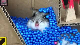 Chuột Hamster vượt mô hình chướng ngại vật và cái kết - LBT 