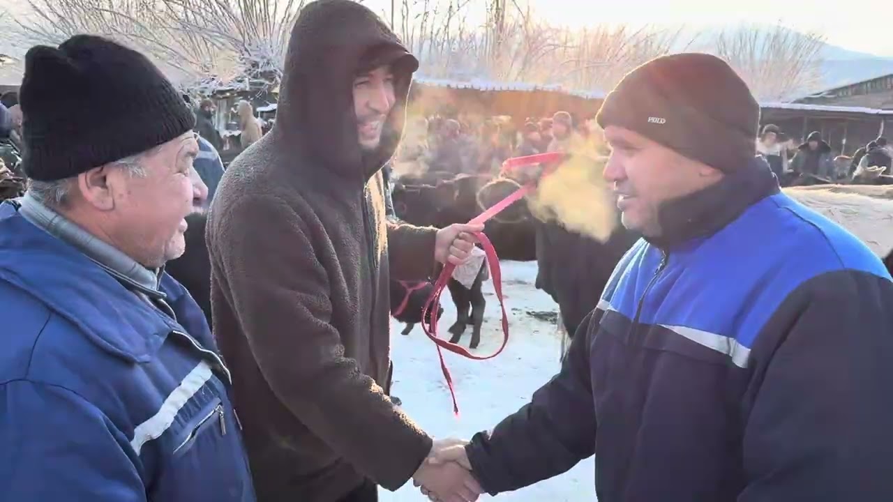 Angren mol bozori Tanalar sigirlar qatori 29.01.26 fermeruz 