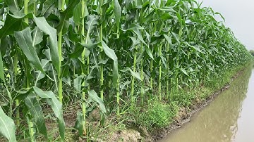 HƯỚNG DẪN CÁCH BÓN PHÂN CHO CÂY BẮP (NGÔ) TRÁI TO.