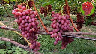 @Виноград Лучистый кишмиш  Бессемянный виноград легенда 1