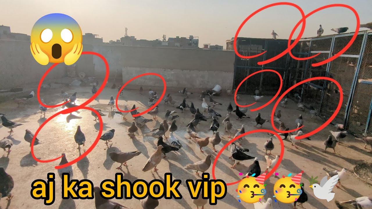 aj ka vip shook 🥳🥳🕊️🥳🕊️🕊️🕊️🕊️🕊️