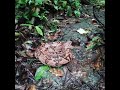 Verrugosas del Chocó (Lachesis acrochorda)