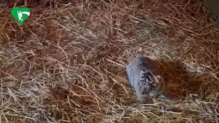 Roma, al Bioparco nata una tigre di Sumatra