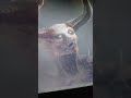 Toronto Tunnel Monster is abaddon/Apollo?