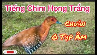 Tiếng Chim Họng Trắng, Tiếng Họng Trắng Tháng Ba,Chuẩn Mb3.