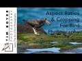 Aspect Ratios & Cropping For Bird Photography