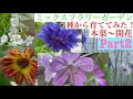 【ミックスフラワーガーデン】本葉～開花までPart2