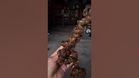 Xuống núi củ sâm rừng tự nhiên siêu víp 190gam✅️ Dài 30cm✅️30 năm tuổi zá 20tr  #sâm_ngọc_linh_rừng