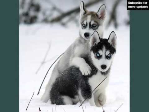types of huskies types of huskies