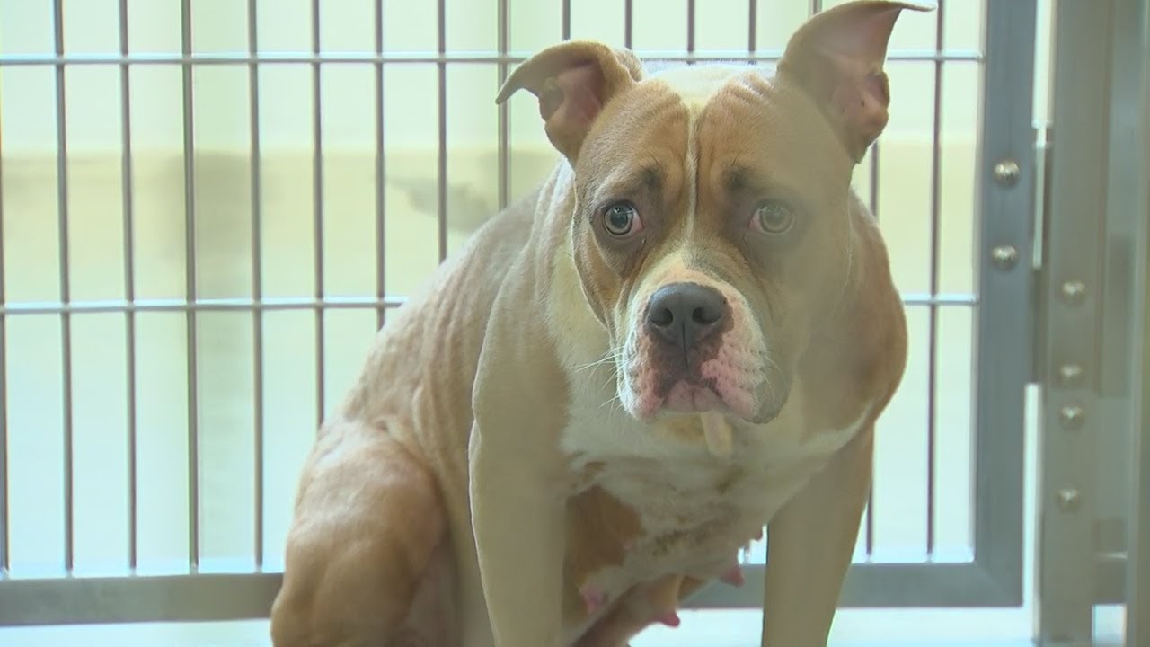 Dog found in crate, abandoned on top of dumpster in Pittsburgh - YouTube