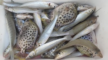 Hốt trọn ổ bầy cá bóng đuc || Câu cá thiên nhiên || Câu cá Cần giờ