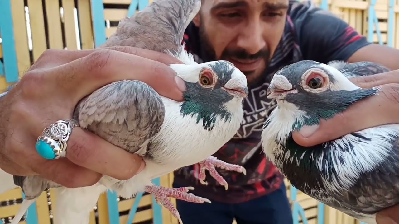 اختار القشر بندق المناسب للنش_وعلامات تدل على عطاره#حسين_الخطيب