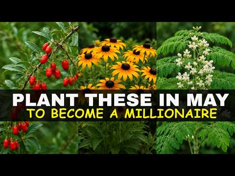 Plant Once in May, Harvest Forever: The Low-Effort Garden