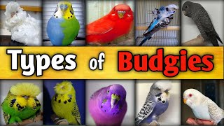 TYPES OF BUDGIES l Rare Budgies l Budgies Types l Budgies l Budgies Colors l Ahmad Farming