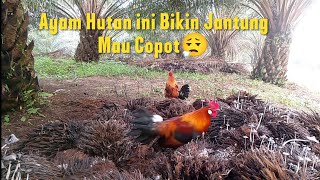 DETIK" PIKAT TERKENA JIRAT # AYAM HUTAN BIKIN MENTAL JANTUNG DOWN