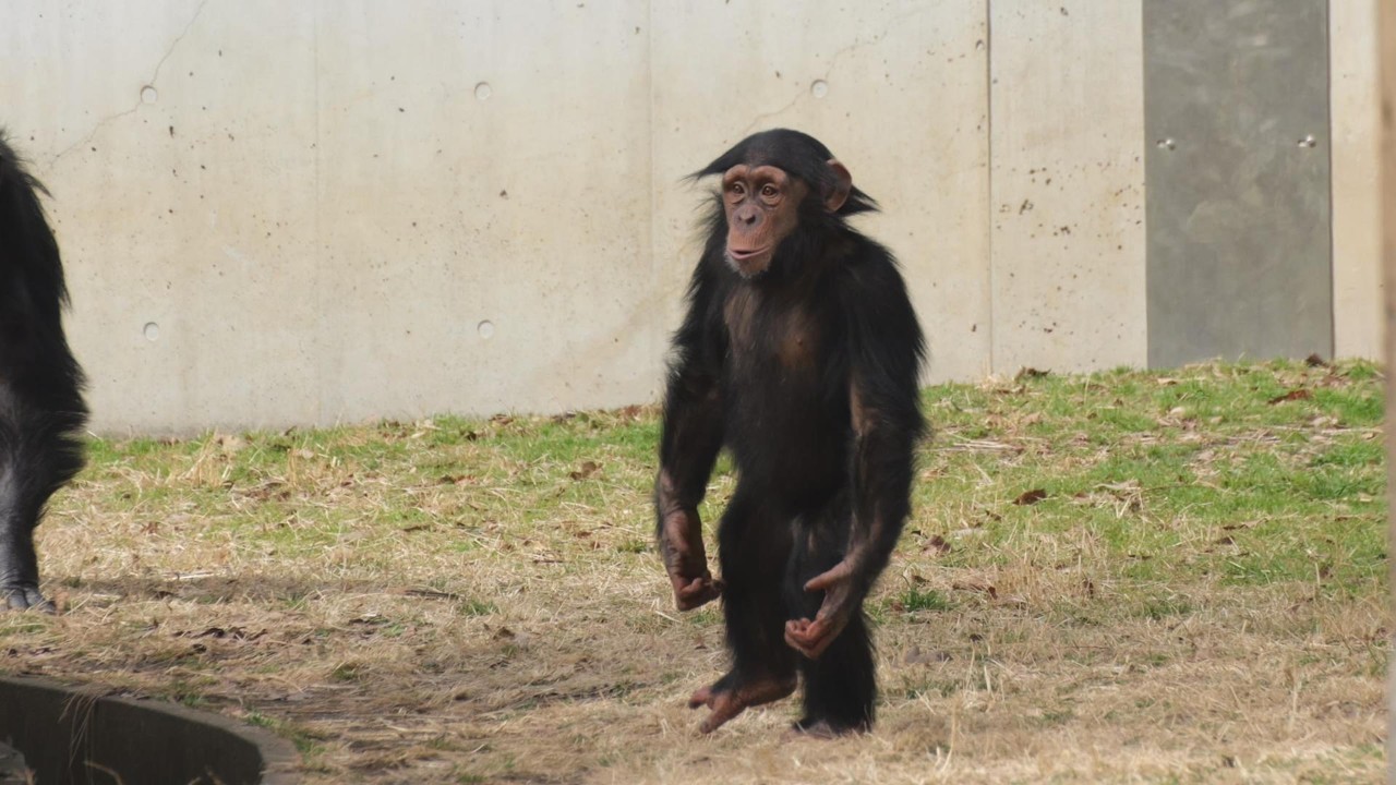 His hands are huge and long! Super ape Dill Tama Zoo Chimpanzee