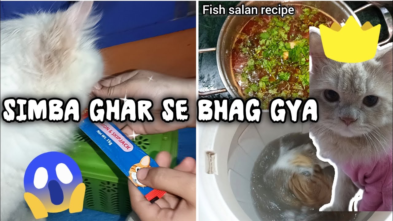 Simba gahr se bhaggya| hamara kya hoga | fish salan recipe| vlog by ...