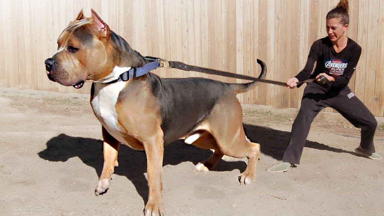 These Are 10 Most Dominant Dog Breeds 