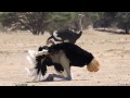 Ostrich displaying