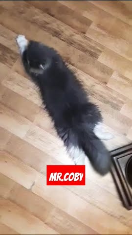 Mr.Coby my lovely son #shortsvideo #shortsfeed #catvideos #savecats #catlovers