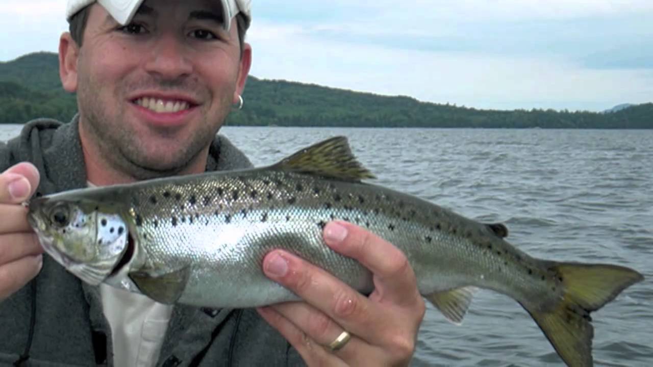 Maine Brook Trout & Salmon Fishing Mooselookmeguntic 2010 YouTube