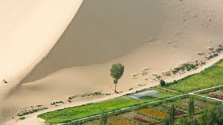 Фермеры на северо-западе Китая борются с растущими пустынями озеленением