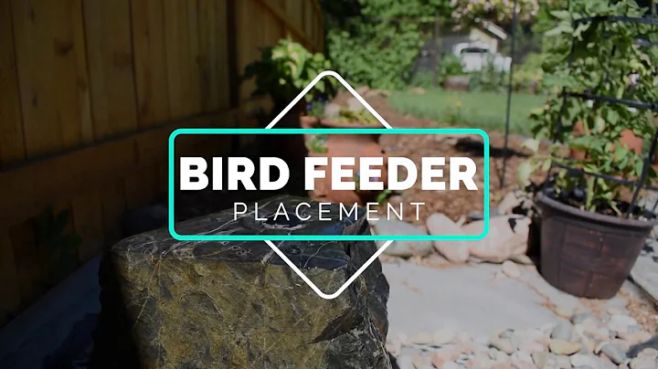 Squirrel-Proofing Your Bird Feeders