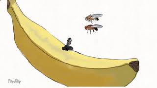 Download Lagu Introduction to Drosophila Melanogaster: Lifecycle and Anatomy MP3