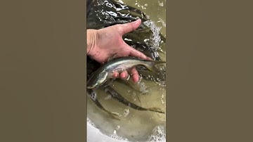 Cá tra dầu giống. 0909770509 #cá_giống #fishing #trại_cá_giống_út_me #mientay #fish