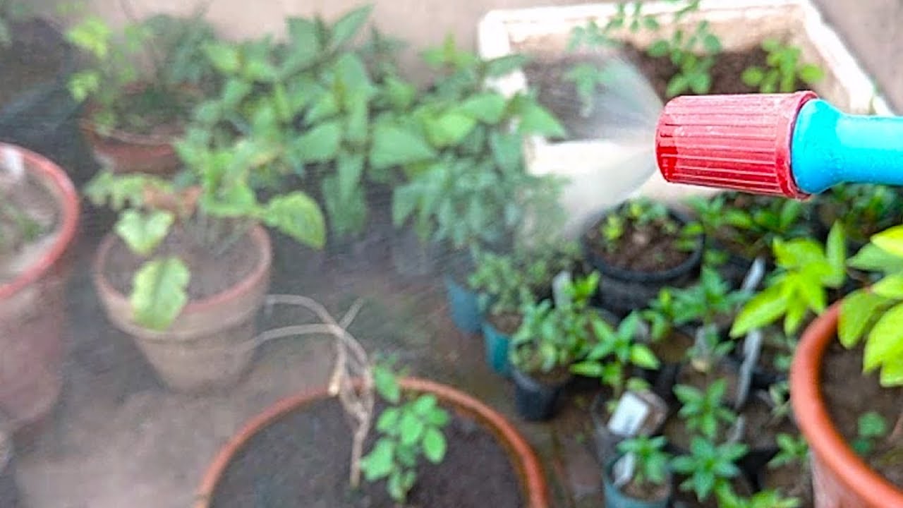 Plants Ki Garmi and Air Ko Thanda Krne Ka Tarika !! Ab Plants Cool Rahain Gy kitchen gardening in urdu pdf
