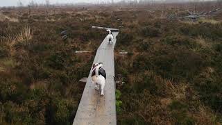 Molly And Jessie Having Fun In Girley Bog
