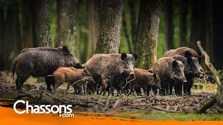 Wild boar: What are the causes of overpopulation in France