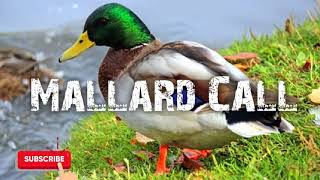 Duck Hunting Call - Mallard - Free Download