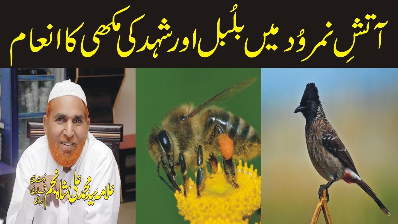 Atish e Namrood Mai Bulbul Or Honey Bee Ka Inaam by Najam Shah Official 30-07-2020